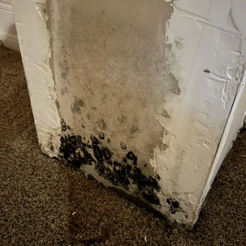 Professional Mold Removal in Lake Crystal, MN